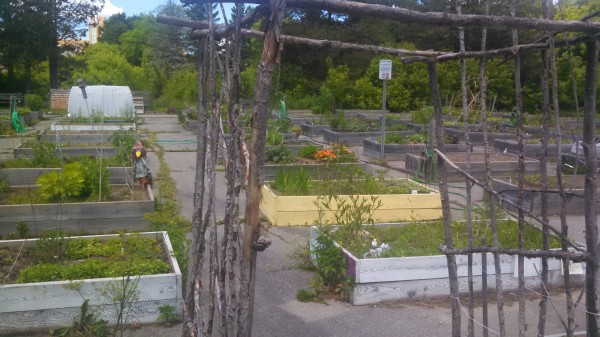 The Bangor Community Garden on Essex Street has entered its fourth season. Now, city officials are considering a second community garden in the city focused on supplying local food cupboards and pantries serving struggling residents and families. The Bangor Community Garden on Essex Street has entered its fourth season. Now, city officials are considering a second community garden in the city focused on supplying local food cupboards and pantries serving struggling residents and families.