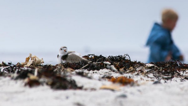 A piping plover nestles into some dried rockweed Sunday, May 25, at Crescent Beach State Park in Cape Elizabeth, while 4-year-old Johannes Wendlen of Boston, Massachusetts, strolls past. A piping plover nestles into some dried rockweed Sunday, May 25, at Crescent Beach State Park in Cape Elizabeth, while 4-year-old Johannes Wendlen of Boston, Massachusetts, strolls past.