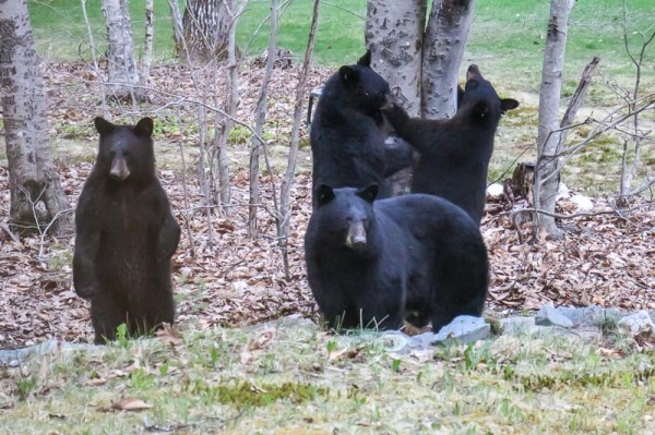 A mother bear and her three yearling cubs try to get to a suet feeder at an Orono home this spring. A mother bear and her three yearling cubs try to get to a suet feeder at an Orono home this spring.