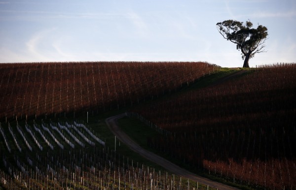 Rows of vines can be seen at sunset at Yalumba's Jansz estate in the Tamar Valley, located in the northeast of Tasmania on June 4. Australia's wine growing industry is responding to the rigors of climate change. Rows of vines can be seen at sunset at Yalumba's Jansz estate in the Tamar Valley, located in the northeast of Tasmania on June 4. Australia's wine growing industry is responding to the rigors of climate change.