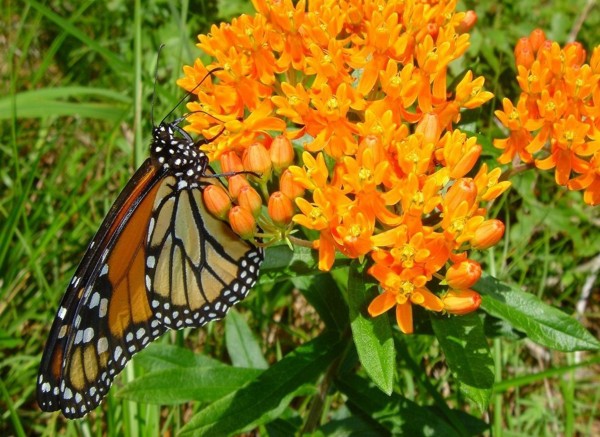A monarch butterfly feeds on milkweed in this file photo. A monarch butterfly feeds on milkweed in this file photo.