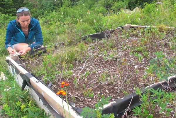 Caitlin McDonough MacKenzie, a graduate student at Boston University, jots down notes Wednesday while checking on one of three raised garden beds she has built to study plant life in Acadia National Park. Researchers and park officials believe climate change is affecting the profile of plant species found in the park. Caitlin McDonough MacKenzie, a graduate student at Boston University, jots down notes Wednesday while checking on one of three raised garden beds she has built to study plant life in Acadia National Park. Researchers and park officials believe climate change is affecting the profile of plant species found in the park.