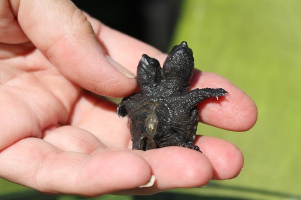 two headed snapping turtle found in hudson bangor daily news