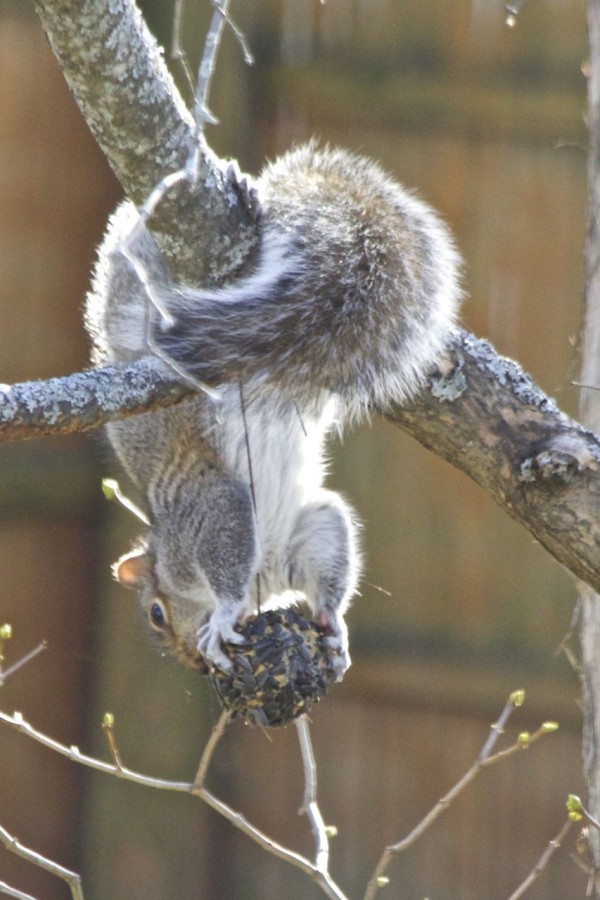 Fun Ways To Help Backyard Wildlife Through Winter Field Notes
