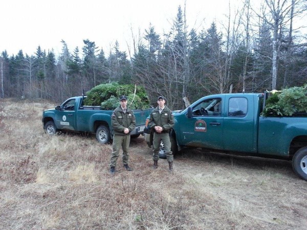 Maine Forest Rangers, shown in November 2014, monitor the taking of evergreen boughs, which requires written landowner permission. Maine Forest Rangers, shown in November 2014, monitor the taking of evergreen boughs, which requires written landowner permission.