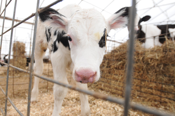 A day-old Holstein cow stands, a bit unsteady on its feet, in a small pen in the nursery barn at the Tween-Hills Farm in Orrington on March 27, 2013. Tween-Hills Farm was the last dairy farm in Orrington at that time. A day-old Holstein cow stands, a bit unsteady on its feet, in a small pen in the nursery barn at the Tween-Hills Farm in Orrington on March 27, 2013. Tween-Hills Farm was the last dairy farm in Orrington at that time.