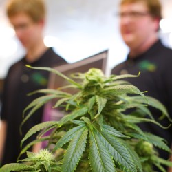 Maine voters narrowly endorse legal marijuana, but opponents weigh recount