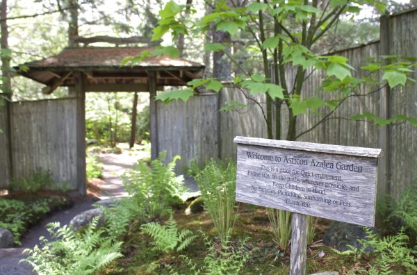 1 minute hike asticou azalea garden in northeast harbor bangor daily news bdn maine - Asticou Azalea Garden 1 minute hike asticou azalea garden in northeast harbor bangor daily news bdn maine - Asticou Azalea Garden