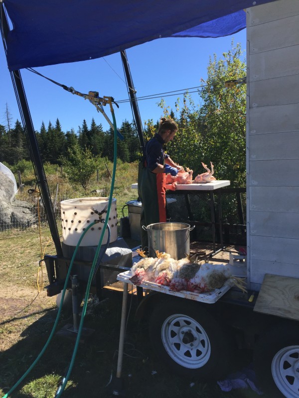 Slaughter comes to Maine farms thanks to new mobile slaughterhouse