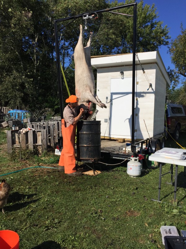 Slaughter comes to Maine farms thanks to new mobile slaughterhouse