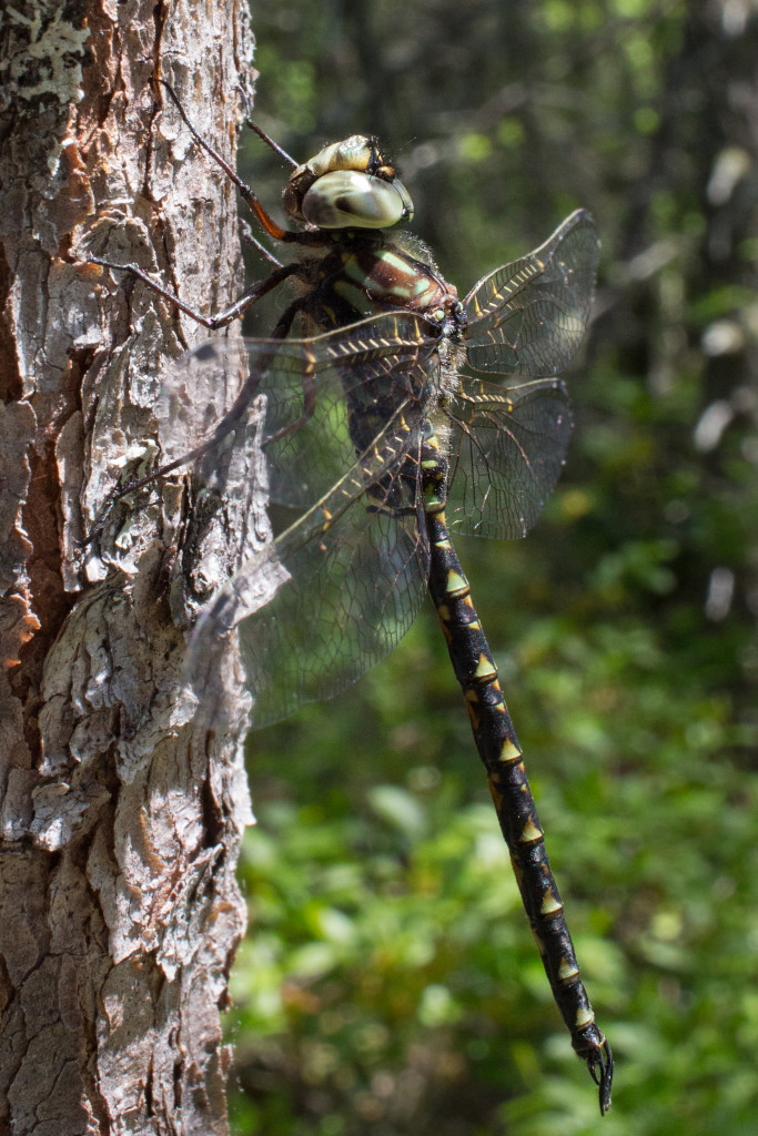 A dragonfly we took a photo of that day. My niece was afraid of the dragonflies, but I explained to her that they don't bite us. In fact, they eat mosquitoes and other insects that bite people.