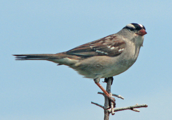 Unusual Bird Species Pop Up In Autumn Outdoors Bangor Daily