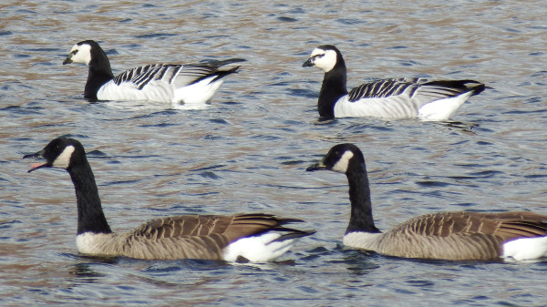 difference between barnacle goose and canada goose difference between barnacle goose and canada goose