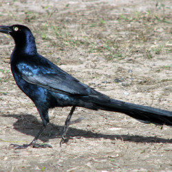 Feeding Birds Is Fun Until The Grackles Show Up Outdoors