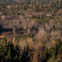 A hunter stands out among brown fall trees in Oxbow on Nov. 8, 2016.