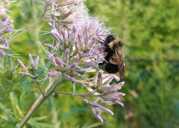 The rusty patched bumblebee, which will officially receive endangered status on Feb. 10, can be seen in Madison, Wisconsin, in this August 2015 file photo. The rusty patched bumblebee, which will officially receive endangered status on Feb. 10, can be seen in Madison, Wisconsin, in this August 2015 file photo.