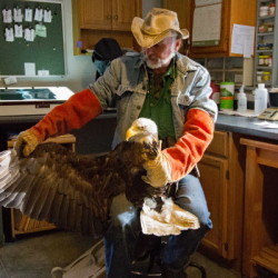 Marc Payne, a raptor rehabilitator, holds a bald eagle to get its blood drawn to test for lead poisoning on Jan. 4, at Avian Haven, a bird rehabilitation center in Freedom. Payne is the co-founder of Avian Haven, and the bald eagle was rescued in Dixmont in November and transferred to the facility. 