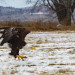 Dixmont eagle flies free after recovering from lead poisoning