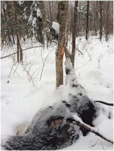 Moose gets stuck in tree and dies