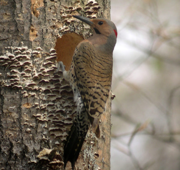 how to identify woodpeckers by the sounds they make how to identify woodpeckers by the sounds they make