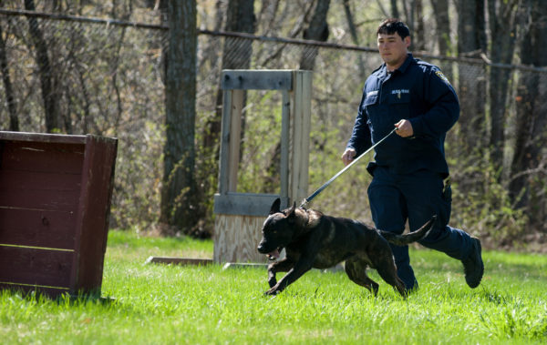 Dog Agility Training Maine Dog Agility Training Maine