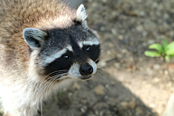 does raccoons have rabies