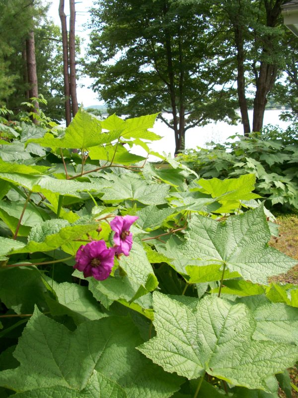 Garden By The Bay August 2017 belfast open garden days finale features a transformed garden Garden By The Bay August 2017 belfast open garden days finale features a transformed garden