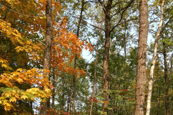 Maine’s fall foliage is online and ready for viewing