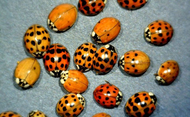 How To Keep Ladybugs Out Of Your Home This Winter