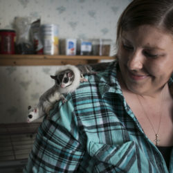 sugar glider pets multiply