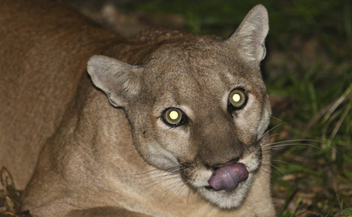 how long do pumas live