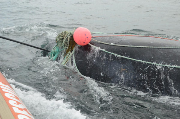 Snow crabbers so far OK with Canada's new right whale protections