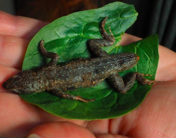ME woman prepares salad, sticks fork into 3-inch lizard