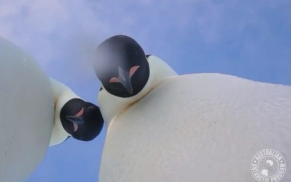 Adorable penguins take viral selfie in Antarctica