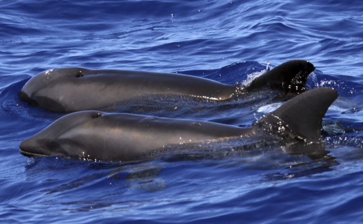 New species of hybrid dolphin discovered in Hawaii New species of hybrid dolphin discovered in Hawaii