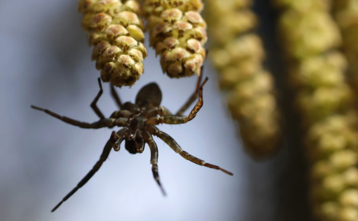 Black Spiders In Maine Wolf Spider