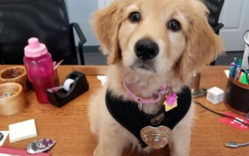This Puppy Is In Comfort Training With A New Hampshire Police
