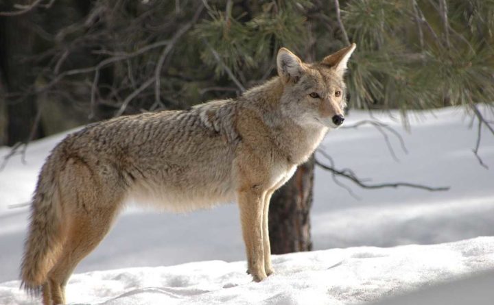 Hero dad strangles coyote after it attacks his toddler