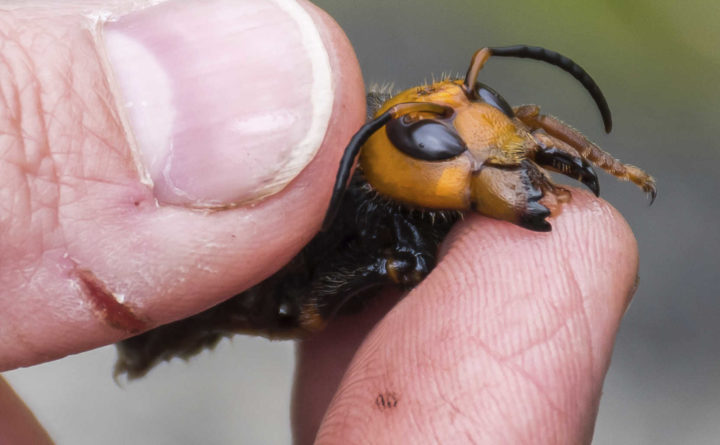 Efforts underway to trap invasive Asian Giant Hornet in Washington state Efforts underway to trap invasive Asian Giant Hornet in Washington state