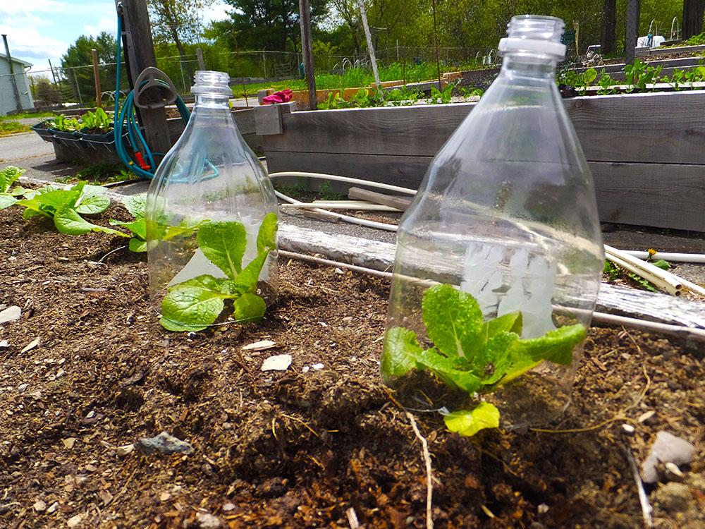 6 ways to make seedling containers to start your plants