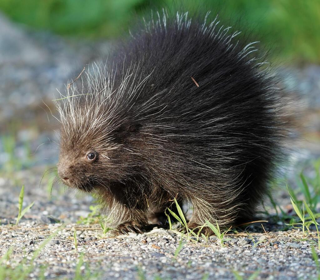 This friendly porcupine lifted the spirits of a disappointed birder
