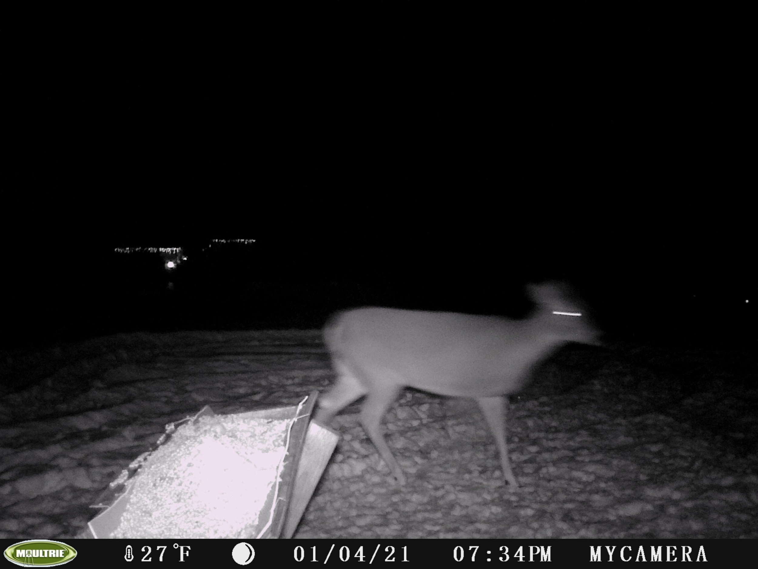 deer motion camera
