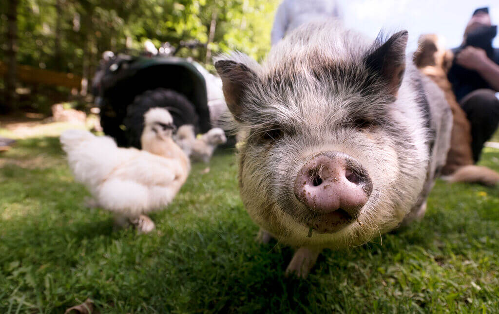 How to choose the most profitable livestock for a farm