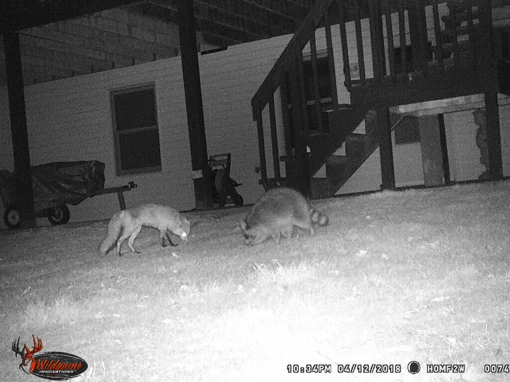 trail camera for backyard