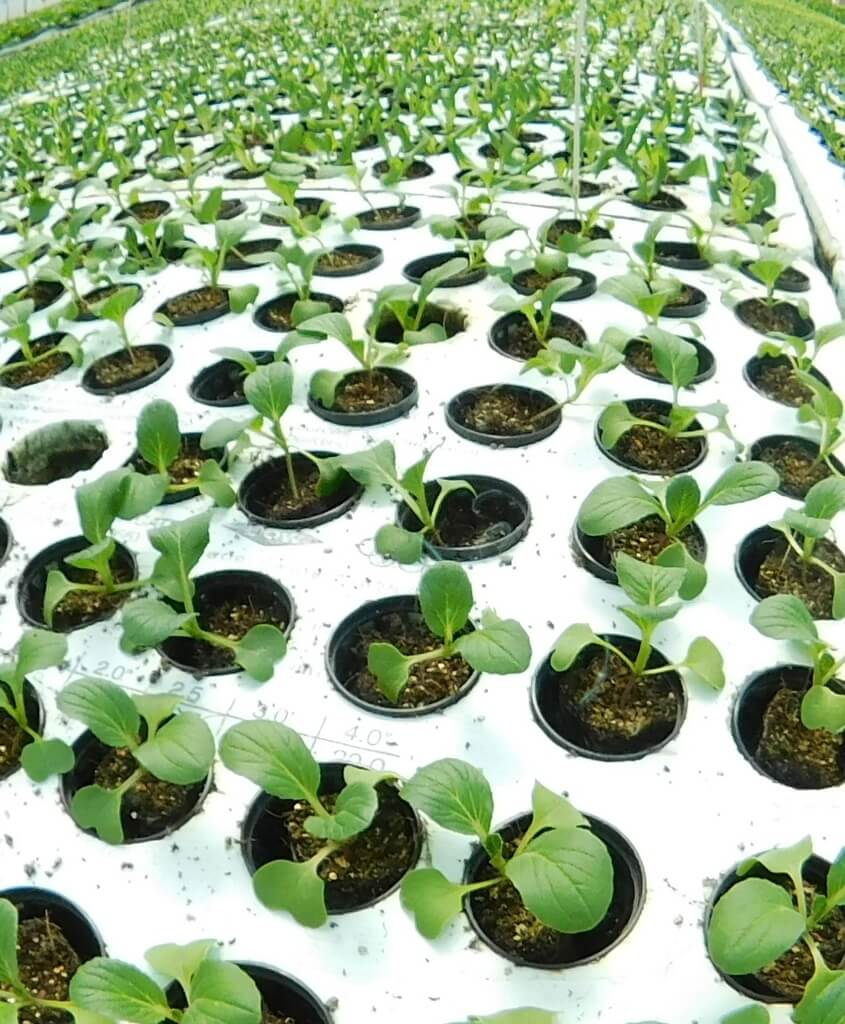 affnan's aquaponics: pacu