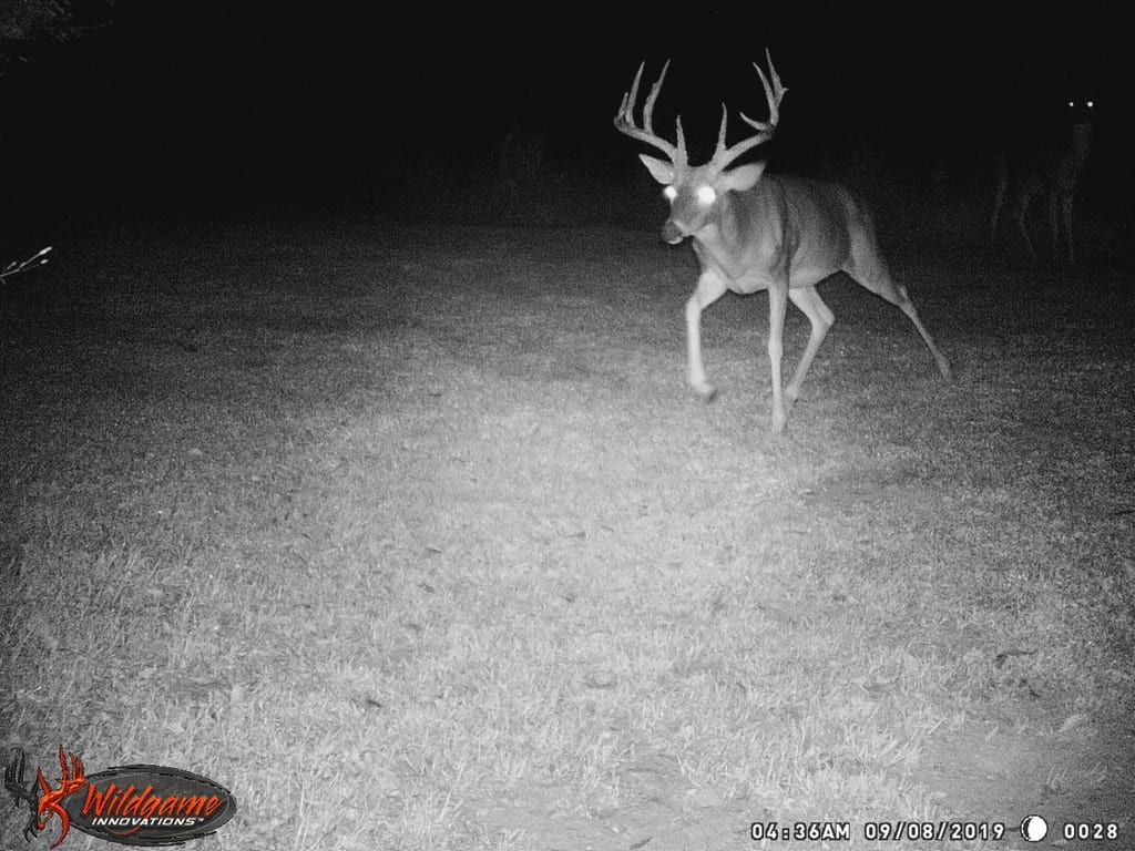 deer camera