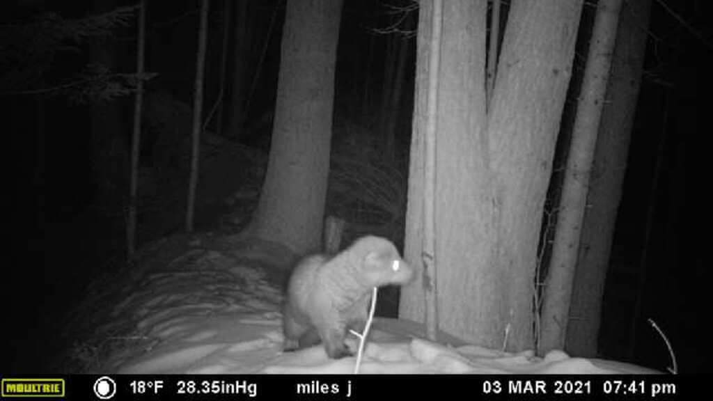 game camera