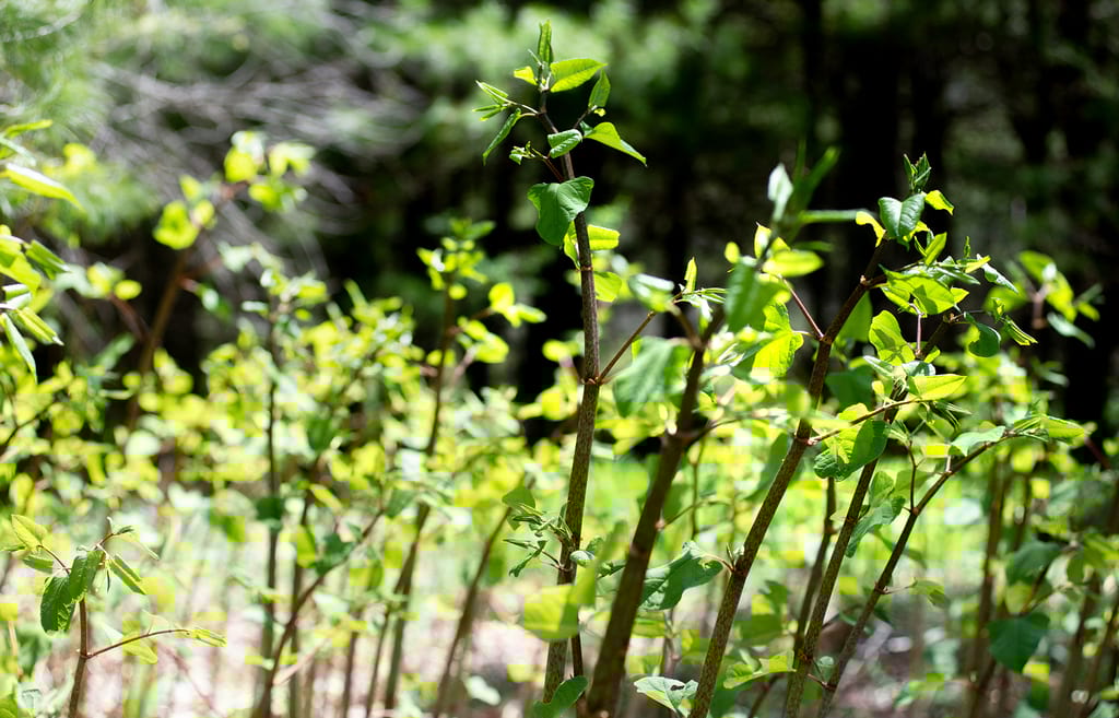 This Notorious Weed Invading Maine Can Be Foraged For A Tasty Treat
