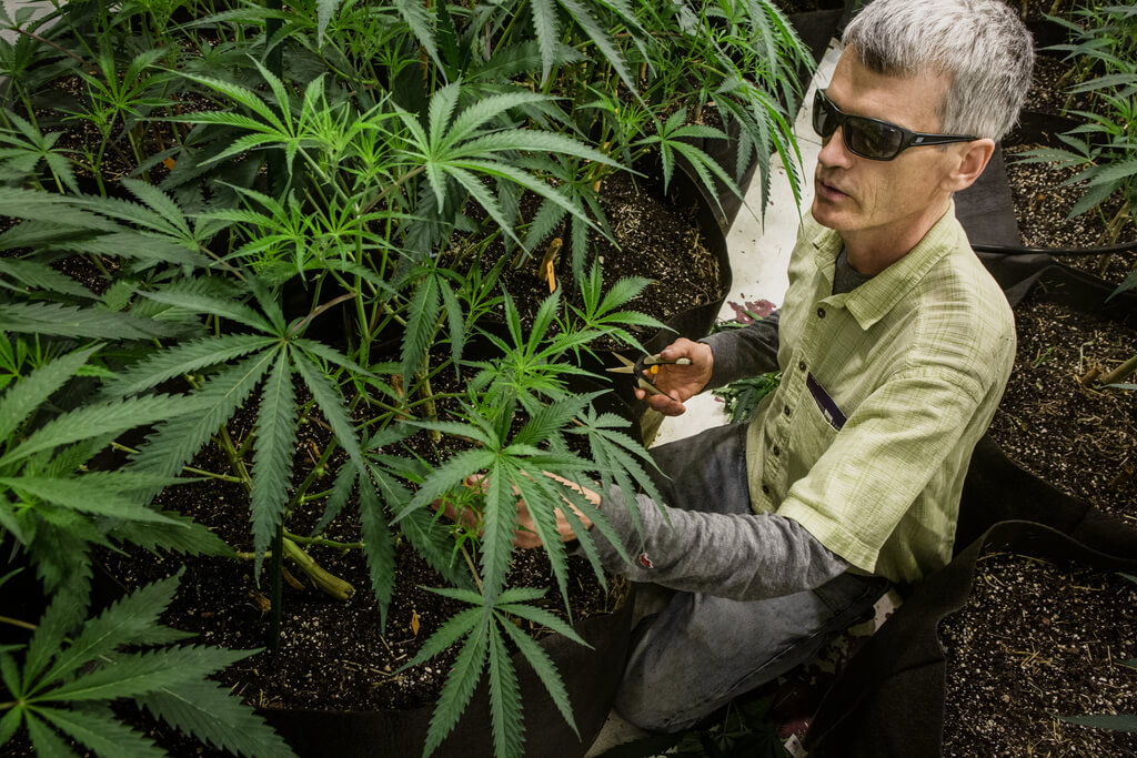 Clean Cannabis Program Wants More Mainers Choosing Pesticide Free Pot
