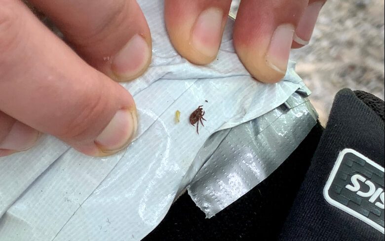 These pests are going to haunt your Maine summer